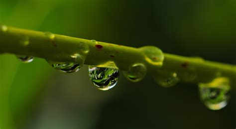 Macro Photography Of A Water Droplet On Green Plant Stem Hd Wallpaper