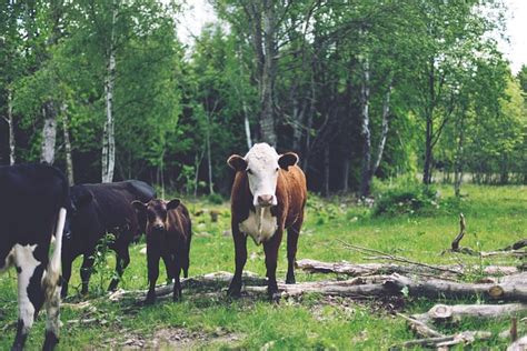 Animals Cows Cattle · Free Photo On Pixabay