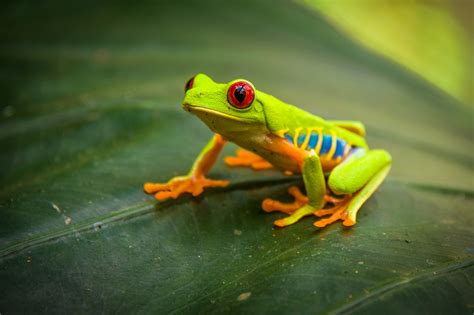 Red Eyed Tree Frog Photocoen Red Eyed Tree Frog Animals Tree Frogs