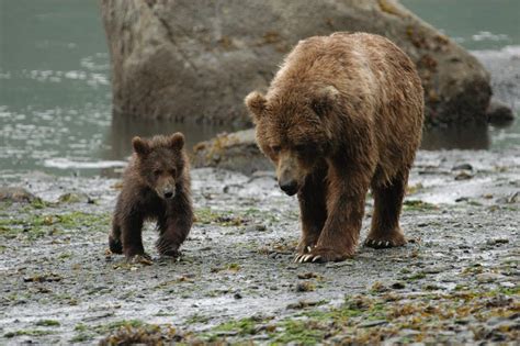 Discover Alaskas Kodiak Bears