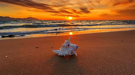 Hd Wallpaper Shell Seashell Sand Sunset Beach Wave Sandy Beach