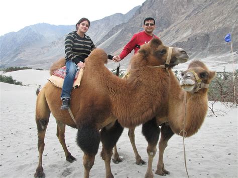 Double Humped Camel Safari @ Hunder, Nubra Valley | Double H… | Flickr