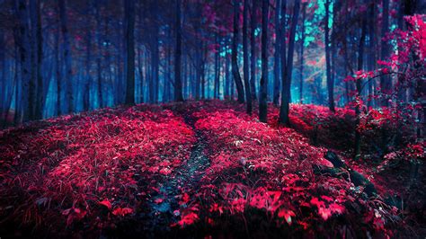 Amazing Red Forest 1920x1080 Rwallpaper
