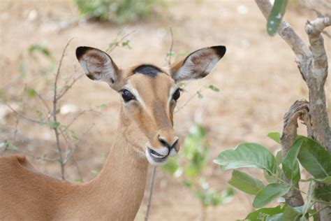 Fotos Gratis Naturaleza Animal Fauna Silvestre Salvaje Zoo