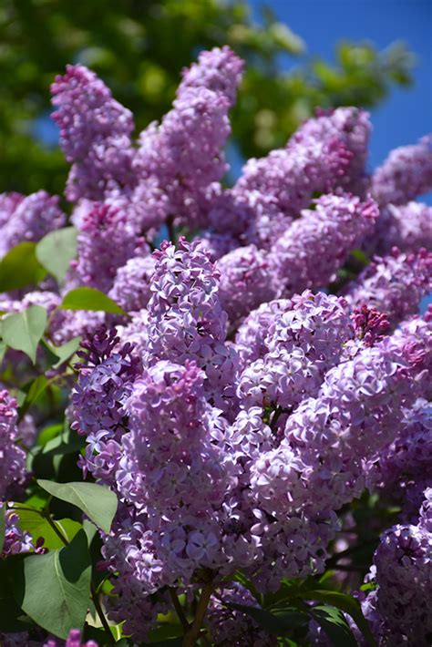Common Lilac Syringa Vulgaris In Richmond Fairfax Loudoun Prince