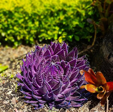 Purple Succulent Plant In The Middle Of The Garden Stock Photo Image