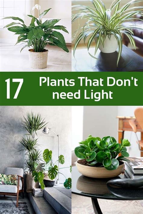 17 Plants That Dont Need Light You Can Grow Indoors Plantsthat Can