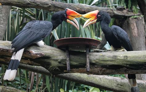 Rhinoceros Hornbill Photos And Wallpapers Collection Of The Rhinoceros