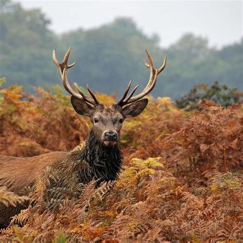 Autumn Stag Photograph By Rosie Herbert Photography
