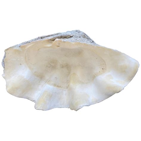 Large Tridacna Gigas Clam Shell at 1stDibs