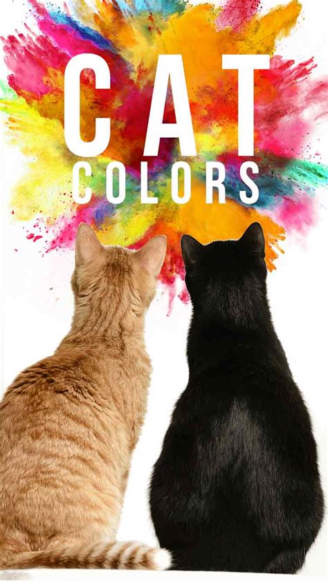 Cat Colors Unravelling The Secrets Of Cats Beautiful Coats