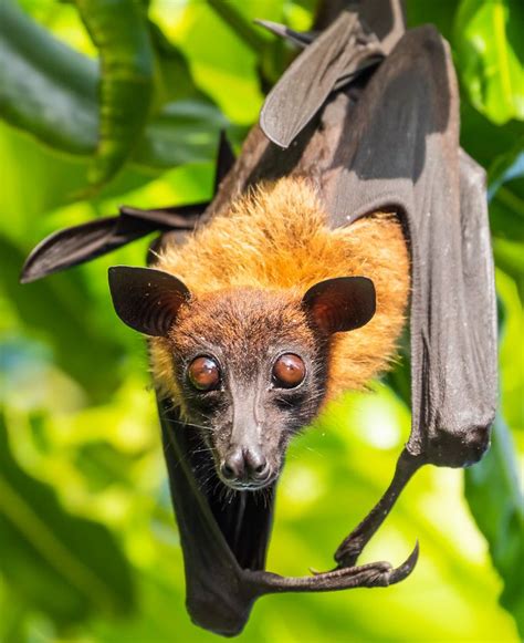 Fruit Bat Or Flying Fox Cute Reptiles Cute Animals Fruit Bat