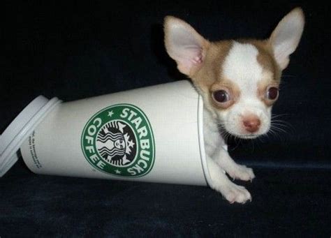 135 Best Caffeinated Dogs Images On Pinterest