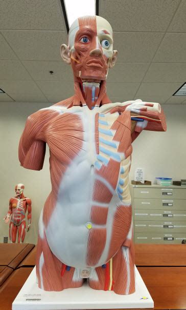 Torsos Anatomical Models Laupus Library Research Guides At East