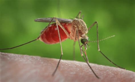 Two Mosquito Borne Viruses Detected In Michigan