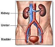 Kidney stones are caused by the salts and minerals getting deposited inside the kidneys. Are The Kidneys Located Inside Of The Rib Cage / Kidney ...