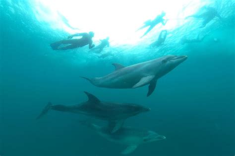 Seal And Dolphin Swim Tour Peninsula De Mornington Australia