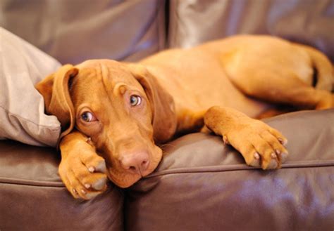 Vizsla Dog Info Lifespan Size Temperament Puppies