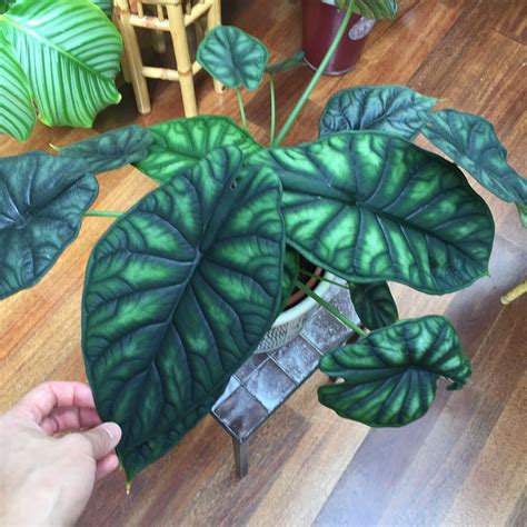 Fabulous in a terracotta pot on top of a dresser, dragon scale plant has silvery leaves with dark green, deep veins. alocasia "Dragon Scale" @jamies_jungle | Plants, Anthurium ...