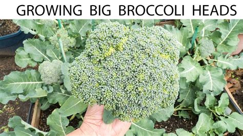 How To Grow Broccoli Growing Gypsy Hybrid Broccoli Big