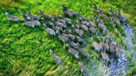 Wallpaper Landscape Animals Nature Grass Wildlife Hdr Zebras