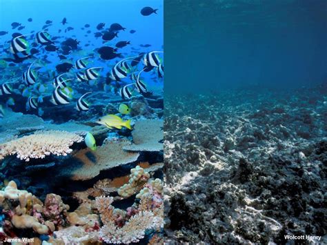 Fish Pono Save Our Reefs Launches To Bring Awareness To Replenishing