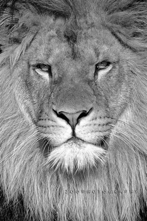 Lionheart Lion Love Male Lion Invisalign Lionheart Cat 2 Animal