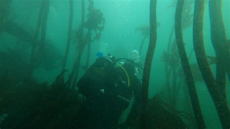 Scuba Diving Through A Kelp Forest Hudson And Emily