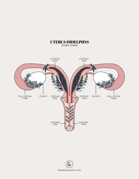 uterus anatomy designs by duvet days anatomy illustrations