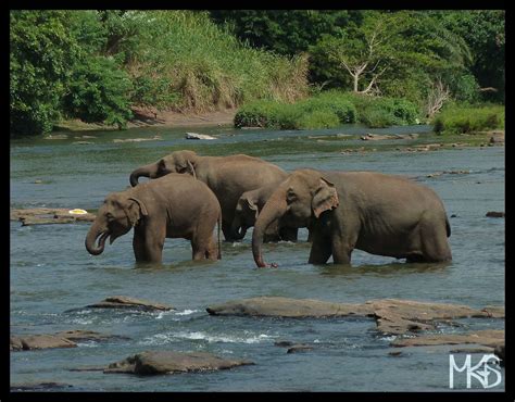 Sri Lanka Sri Lankan Elephant Traveling Rockhopper