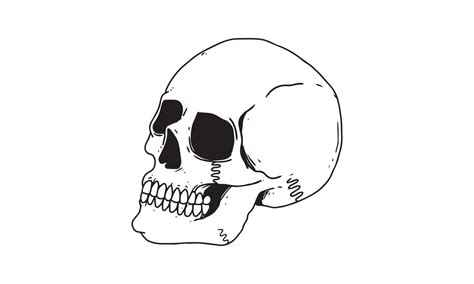 Skull Side View Isolated On White Background Outlined Cartoon Drawing