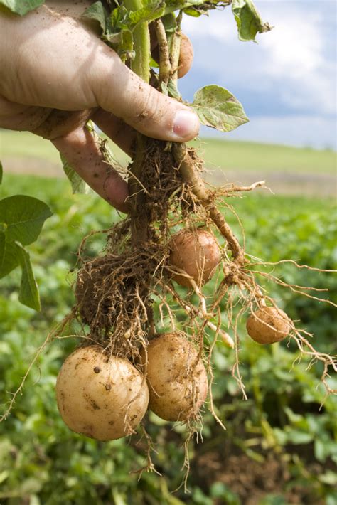 Meist ist am zustand des kartoffelkrautes zu erkennen, wann die erntezeit gekommen ist. Erntezeit für Kartoffeln » Wann kann man sie ernten?