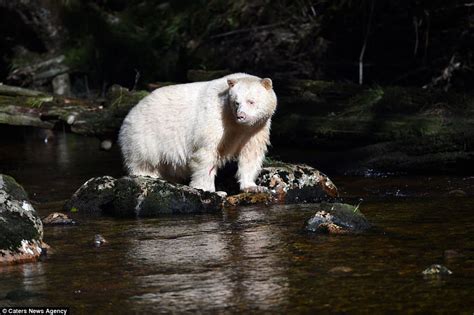 Kermode Bears Are Only Known To Exist In Canada Because It Is The Only