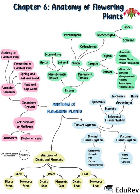 Mind Map Anatomy Of Flowering Plants Notes Edurev
