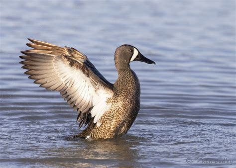 Drake Blue Winged Teal Wing Flap Feathered Photography