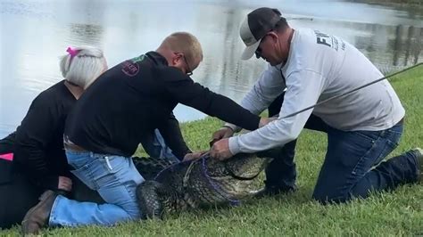 Florida Alligator Attack 85 Year Old Woman Walking Dog Killed