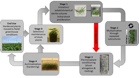 The Five Stage Micropropagation Process For Tissue Culture The Red