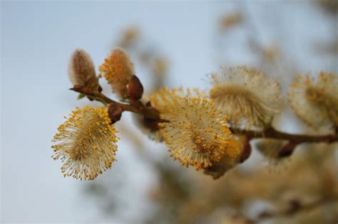 Daca tii postul pastelui si te impartasesti. Traditii de Florii, invierea lui Lazar - SuntParinte.ro