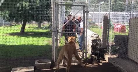 Beautiful Moment Lioness Is Reunited With Man Who Raised Her As A Cub World News Mirror Online