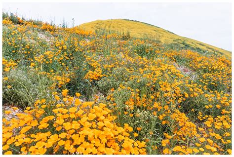 California Wildflower Super Bloom In Thousand Oaks Our Fun Walk