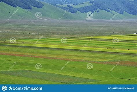 Cultivated And Flowery Fields Of Castelluccio Di Norcia Stock Image