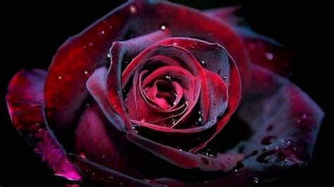 Gothic Roses Wallpapers Top Free Gothic Roses Backgrounds WallpaperAccess