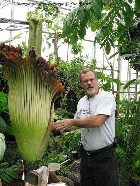 Plantfiles Pictures Amorphophallus Species Corpse Flower Giant Krubi