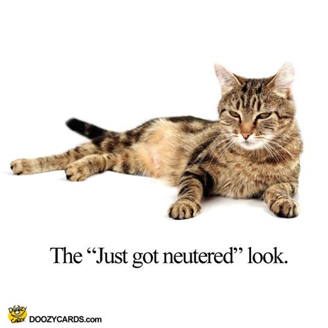 Just Got Neutered Funny Posts Hilarious Animals