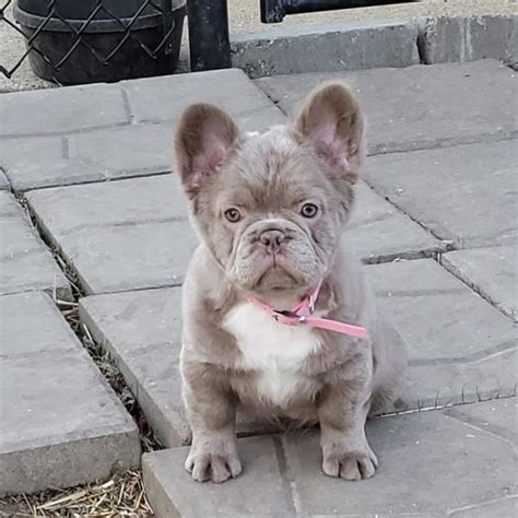 Furry French Bulldog Everything You Need To Know Prefurred