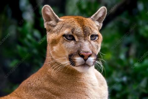 Cougar Stock Image C0360701 Science Photo Library