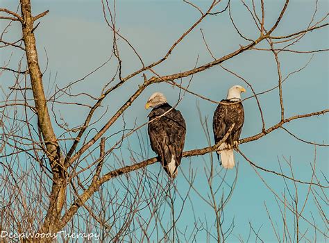 Bald Eagle Couple Lovespat Photograph By Todd Bridges Fine Art America