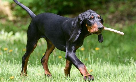 9 Marvelous Coonhound Mixes Cute Canine Combos