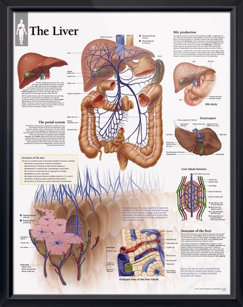 The Liver Anatomy Poster Explains The Functions Of The Liver Including