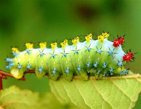 25 Stunningly Beautiful Insects